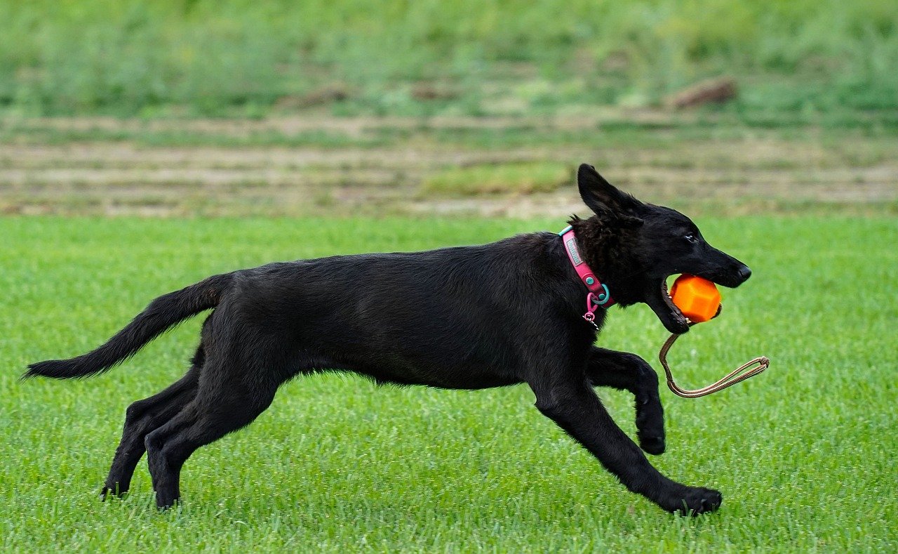 The Best Dog Breeds for Running Partners